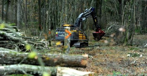 valorisation-des-forets-bois-pour-chaufferies-machine-broyag_3673348